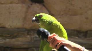 Meet Groucho the singing parrot at Disneys Animal Kingdom [upl. by Janean]