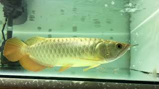 My Golden XbackCrossback Arowana Growth For 5 Months [upl. by Raseta]