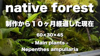 中型パルダリウム１０ヶ月経過した現在 Main plants Nepenthes ampullaria [upl. by Orme]