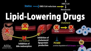 Pharmacology Lipid Lowering Drugs Animation [upl. by Nylirehc]