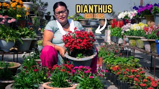 Dianthus Plant Care and Flowering Tips in Nepali I Pabitra Garden [upl. by Atselec106]