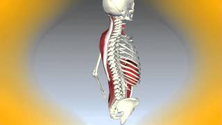 PARA QUÉ NOS SIRVE LA COLUMNA VERTEBRAL [upl. by Candida443]