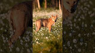 The Wild Life of a Young Wolf in the Finnish Taiga [upl. by Eniamret313]