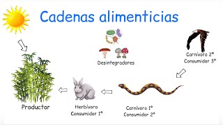 Cadena alimenticia y red alimenticia DIFERENCIAS  BiologíayEcología [upl. by Smith]