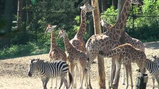 Burgers Zoo  Dierentuin Burgers Zoo [upl. by Eal]