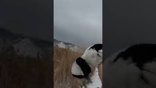 Mr Bufflehead hunting duck birds goose [upl. by Tychonn]