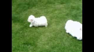 Vidéo de Mini Bichon Maltais à vendre [upl. by Gereron232]