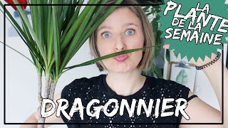 🌿 Le Dragonnier  entretien arrosage et exposition laplantedelasemaine​ [upl. by Marozas446]