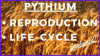 Fungus Pythium debaryanum Life Cycle  Damping off Disease  Reproduction  Botany  Mycology [upl. by Aicinoid211]