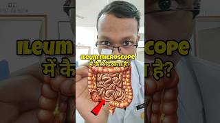 Small intestine ileum under microscope 🌼 mbbs medico shorts cimsbilaspur neet medicos cims [upl. by Treblihp493]