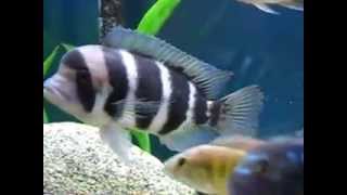 Malawi and tanganyika cichlids together in tank [upl. by Krm565]