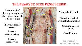 PHRYNX V [upl. by Oria]