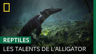 Lalligator bâtisseur des étangs des Everglades [upl. by Ellezig]