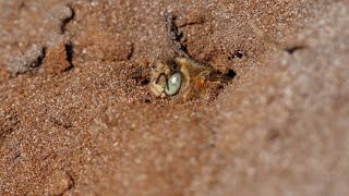 Greeneyed Flower Bee Anthophora bimaculata [upl. by Euqinehs370]