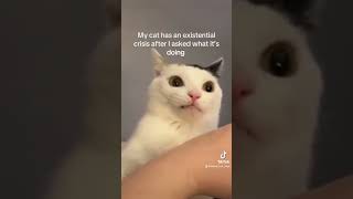 my cat has an existential crisis when I ask why she bites 😆 [upl. by Etti]