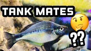 Top 5 Tank Mates for Rainbowfish [upl. by Heathcote535]