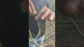 Live fishing  small sod fishing  village fishing video  fishing catfish shortvideo shorts [upl. by Diamond]