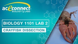 Biology Lab  Crayfish Dissection [upl. by Endor]