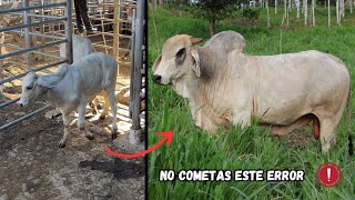 No cometas este ERROR en TOROS de ENGORDE [upl. by Ydissak]