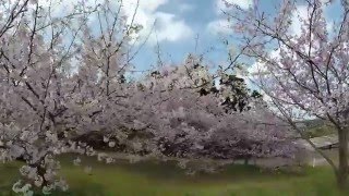 種子島のふるさと情報：西之表市桃園の暖流桜歩き撮り [upl. by Holly]