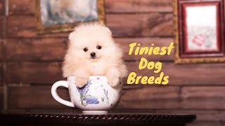 Worlds Tiniest Dog Breeds You Wont Believe Still Exist in 2024 byanimalwondery [upl. by Gariepy225]