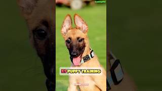 🔥 Belgian Malinois training dog k9trainer k9dogtraining belgiummalinois malinois [upl. by Seem]