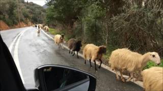 Greek Nickelback Sheep Stampede Crete 2017 [upl. by Sirrap806]