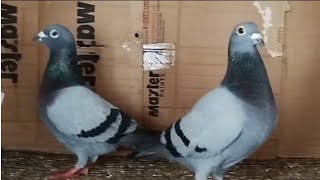 Breeders Pair First Time Ready To BREED Male Pedigree Breeder Baap And Maa Dono ONE LOFT PLAYED 🕊️ [upl. by Rosco907]