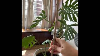 How to set up your Monstera for success [upl. by Gardal]