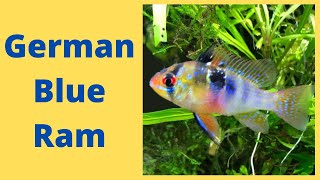 German Blue Ram Care Guide [upl. by Fabrianne]