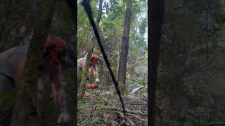 Using the new Stihl 261c for the 1st time stihl lumberjack woodsplitting [upl. by Aryn]