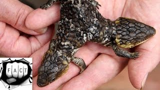 Top 10 Weirdest Lizards Large amp Small [upl. by Jackelyn]