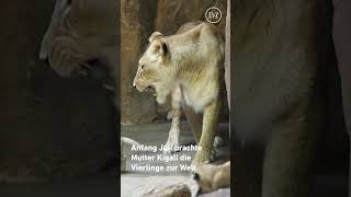 Der Löwennachwuchs im Leipziger Zoo [upl. by Tupler]