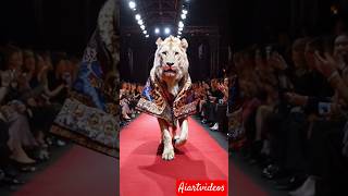 Lion Ramp Walk 😲😯😰 music hiphop walkthrough catwalk funny fashion lion rampwalk shorts [upl. by Einre]