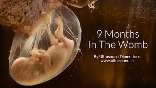 40 Weeks In The Womb by Ultrasound Dimensions [upl. by Aynekat462]