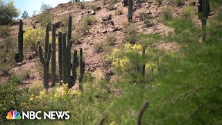 Tripledigit temperatures threatening saguaro cacti in Arizona [upl. by Oirretna]