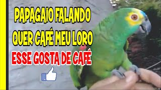 PAPAGAIO FALANDO QUER CAFÉ MEU LORO [upl. by Asssilem]