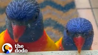 Rainbow Lorikeet Couple Get Jealous When Birds Visit Their Favorite Lady  The Dodo Wild Hearts [upl. by Nnasor]