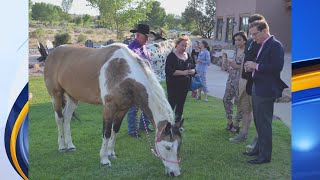 Horseshoes and Heels Gala raising awareness for unwantedabandoned horses [upl. by Oalsinatse]