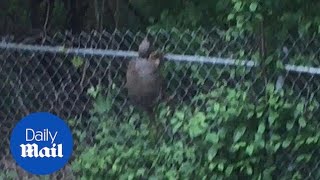 Turtle climbing fence suddenly falls off [upl. by Magnuson]