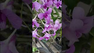 Orchid flowers 💃💃💃🦋🦋thadathil vlog [upl. by Hackett]