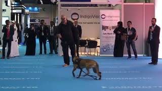 Dog Control Demonstration with a Malinois IDEX [upl. by Kanor325]