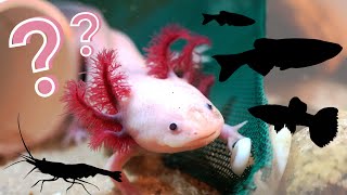 What Can You Keep With an Axolotl  The BEST Axolotl Tankmates [upl. by Aihsas]