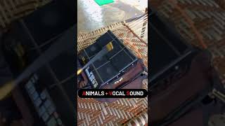 Animals Sound Vocal DTX new desi desidhol trending duf dtx tabla viral dak backup sxdhol [upl. by Tryck991]