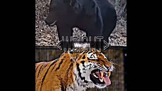 Siberian Tiger vs Ussuri Brown Bear [upl. by Itsirc]