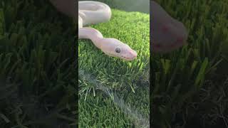 Leucistic ball python [upl. by Lraep]