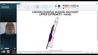 UNDERSTANDING HUMAN ANATOMYUPPER EXTREMITY HAND EXTENSOR EXPANSION [upl. by Ramak]