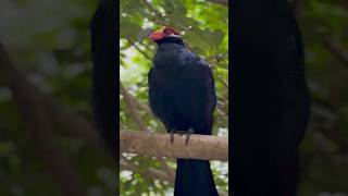 Violet turacos are West African birds [upl. by Fillander]