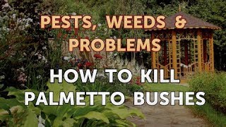 How to Kill Palmetto Bushes [upl. by Felten]