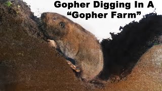 Watch a Gopher dig tunnels in the quotGopher Farmquot Live Trapping Gophers  Mousetrap Monday [upl. by Aguie]